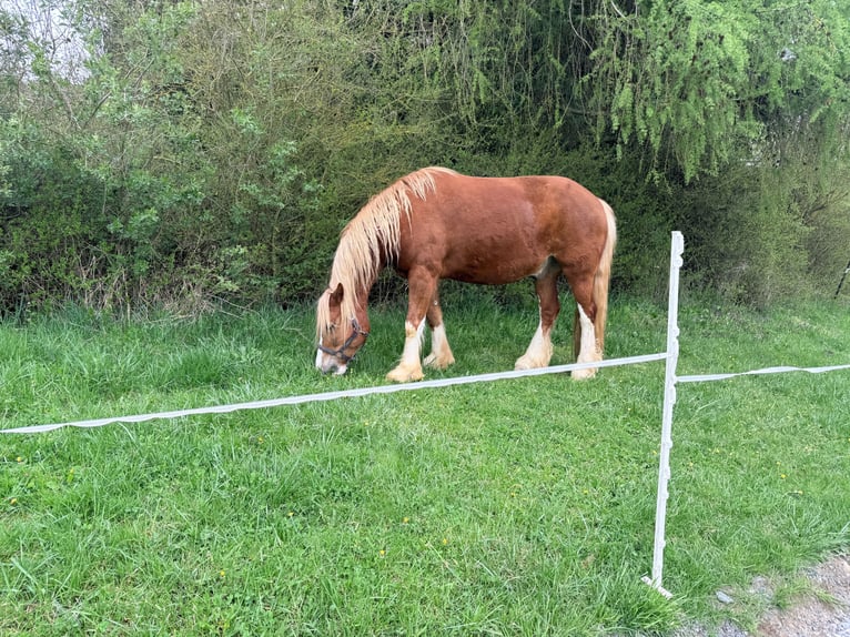 Welsh D (Cob) Mix Gelding 11 years 15.1 hh Chestnut-Red in Großalmerode