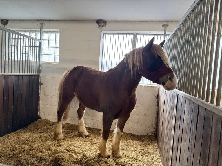 Welsh D (Cob) Mix Gelding 11 years 15.1 hh Chestnut-Red in Großalmerode