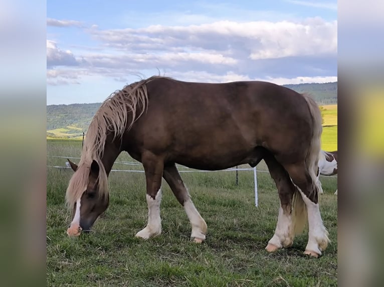 Welsh D (Cob) Mix Gelding 11 years 15.1 hh Chestnut-Red in Großalmerode