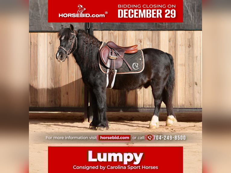 Welsh D (Cob) Mix Gelding 12 years 11,2 hh Black in Clover