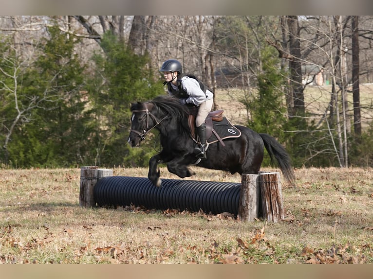 Welsh D (Cob) Mix Gelding 12 years 11,2 hh Black in Clover