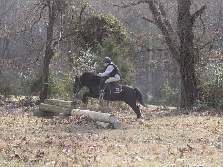 Welsh D (Cob) Mix Gelding 12 years 11,2 hh Black in Clover