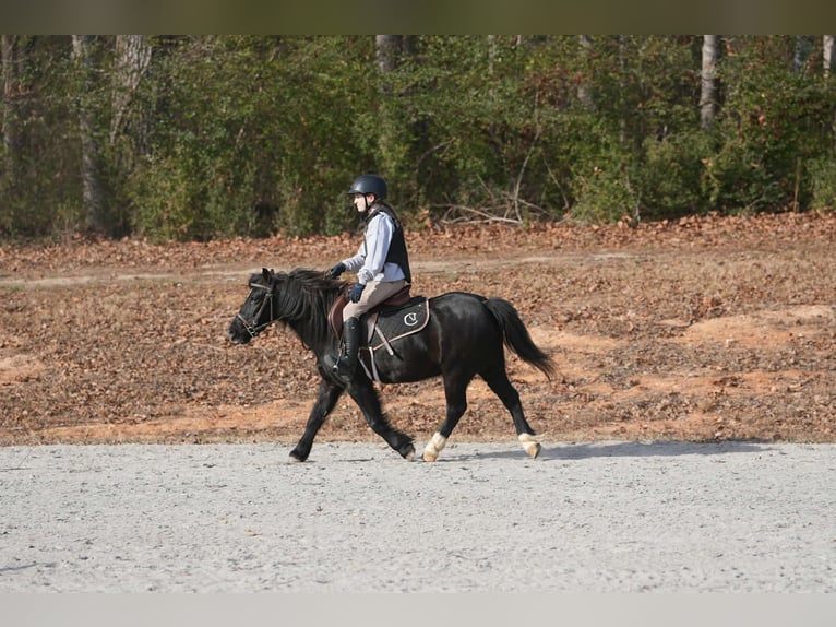 Welsh D (Cob) Mix Gelding 12 years 11,2 hh Black in Clover