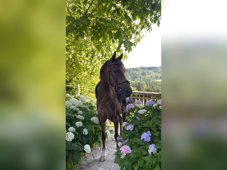 Welsh D (Cob) Gelding 12 years 13.3 hh Chestnut in Perg