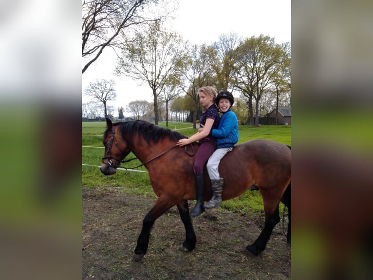 Welsh D (Cob) Gelding 12 years 14,1 hh Brown in Odiliapeel