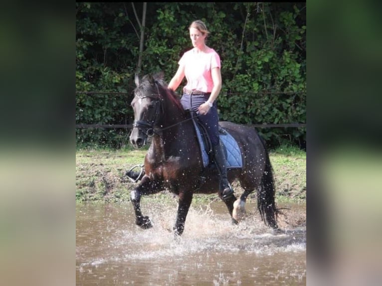 Welsh D (Cob) Gelding 12 years 15 hh Black in Vragender