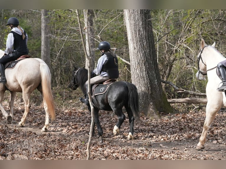 Welsh D (Cob) Mix Gelding 13 years 11.2 hh Black in Clover