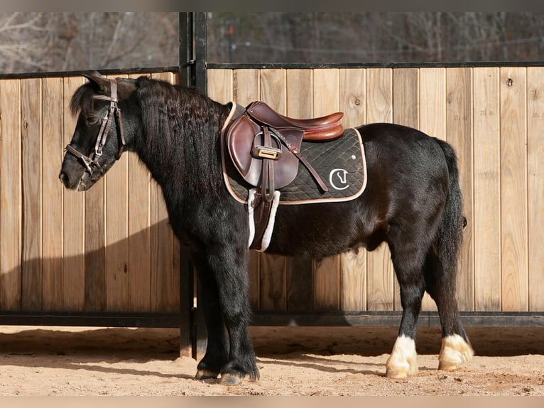 Welsh D (Cob) Mix Gelding 13 years 11.2 hh Black in Clover