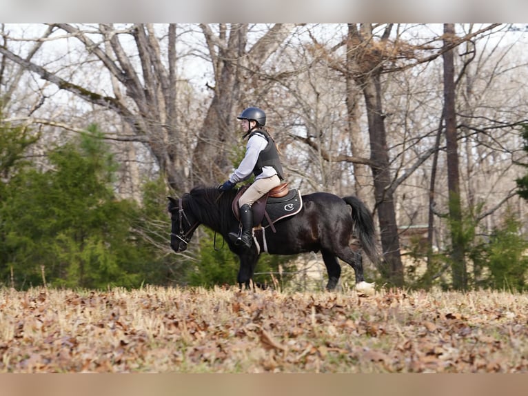 Welsh D (Cob) Mix Gelding 13 years 11.2 hh Black in Clover