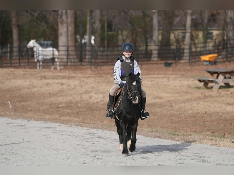 Welsh D (Cob) Mix Gelding 13 years 11.2 hh Black in Clover