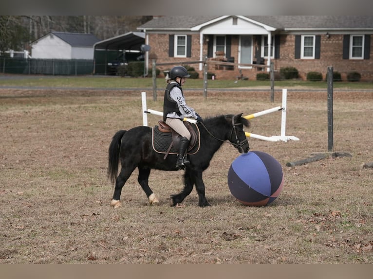 Welsh D (Cob) Mix Gelding 13 years 11.2 hh Black in Clover