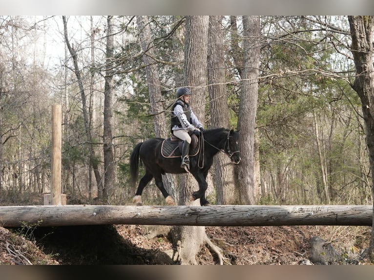 Welsh D (Cob) Mix Gelding 13 years 11,2 hh Black in Clover