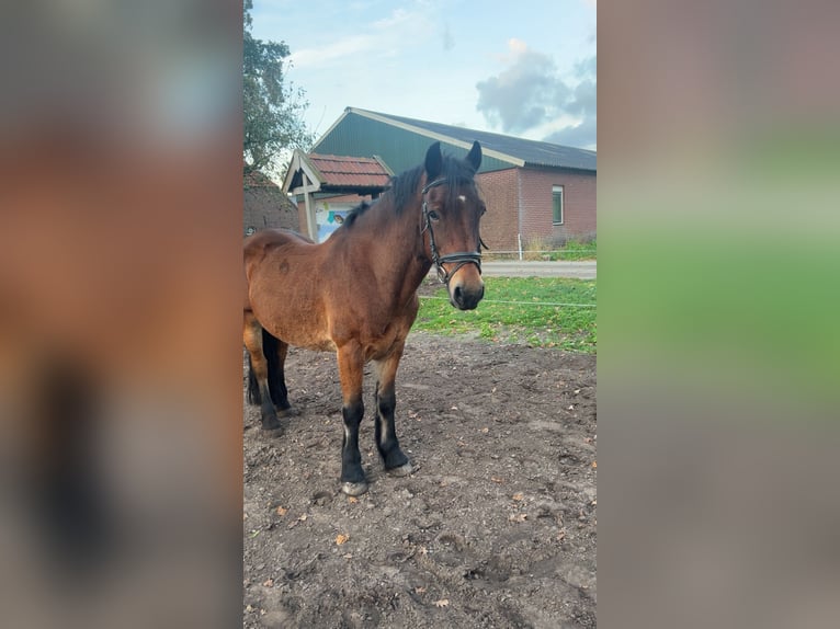 Welsh D (Cob) Gelding 13 years 14,1 hh Brown in Odiliapeel