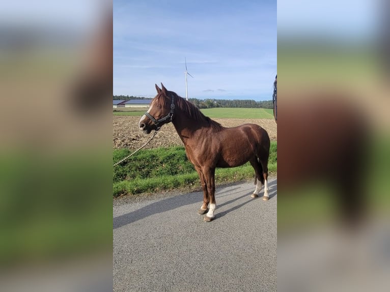 Welsh D (Cob) Gelding 13 years 14,1 hh Chestnut-Red in Sonnefeld