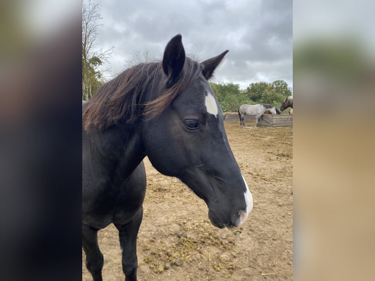 Welsh D (Cob) Gelding 13 years 14,2 hh Black in Stahnsdorf