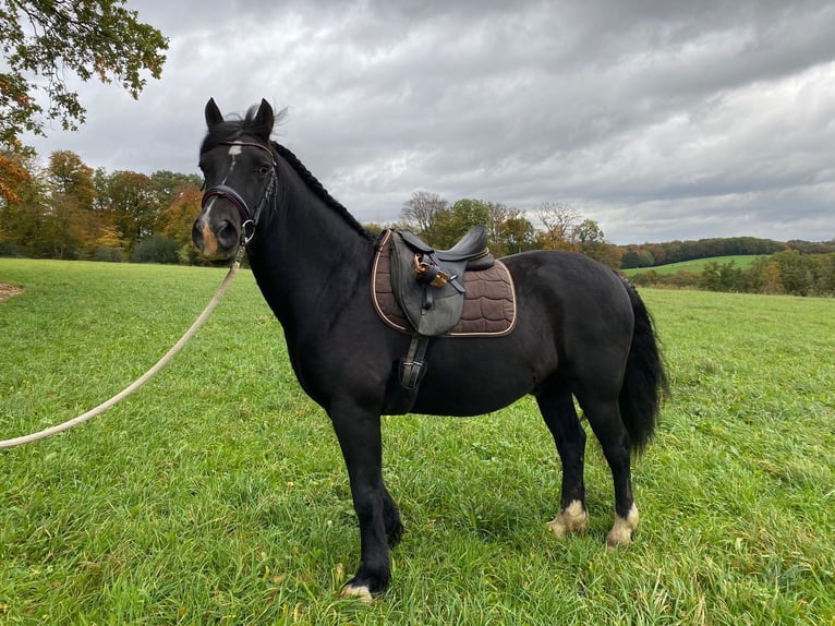 Welsh D (Cob) Gelding 13 years 14,2 hh Black in Wermelskirchen