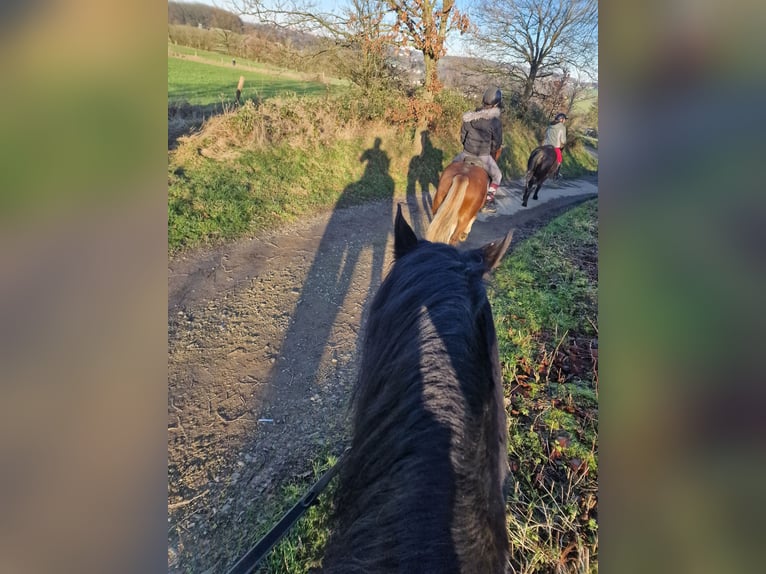 Welsh D (Cob) Gelding 13 years 14,2 hh Black in Wermelskirchen