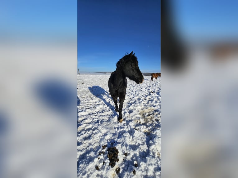 Welsh D (Cob) Gelding 13 years 14,2 hh Black in Wermelskirchen