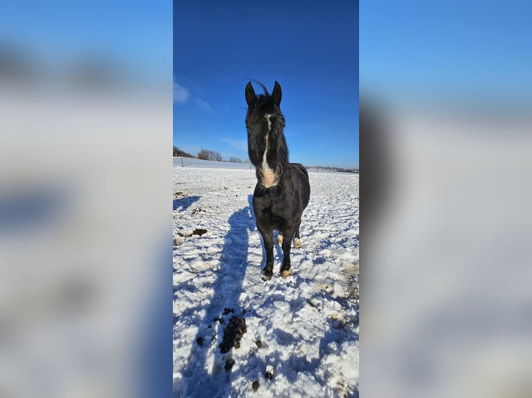 Welsh D (Cob) Gelding 13 years 14,2 hh Black in Wermelskirchen