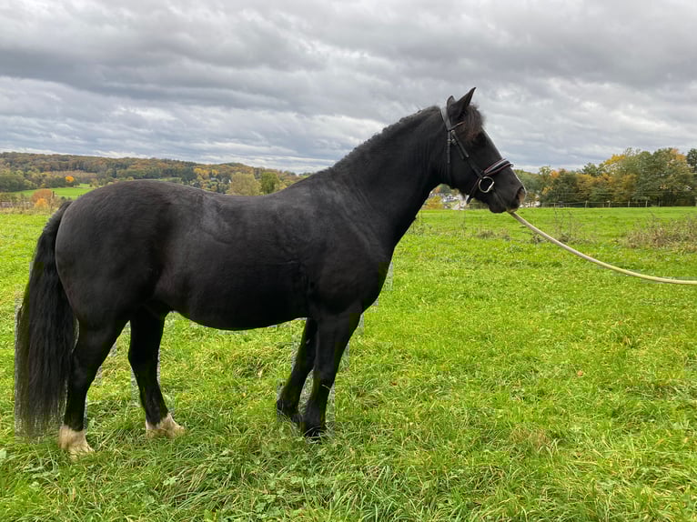Welsh D (Cob) Gelding 13 years 14,2 hh Black in Wermelskirchen
