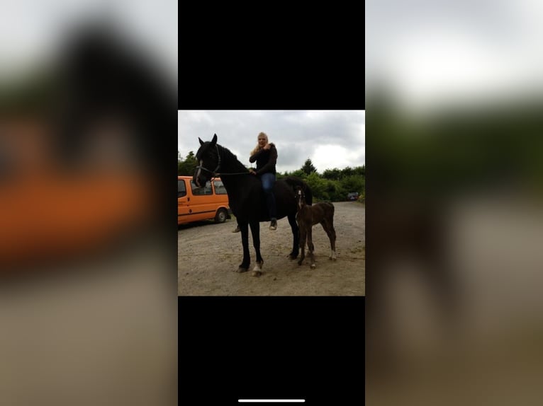 Welsh D (Cob) Gelding 13 years 14,2 hh Black in Wermelskirchen