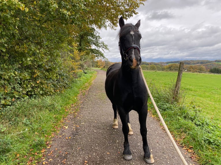 Welsh D (Cob) Gelding 13 years 14,2 hh Black in Wermelskirchen