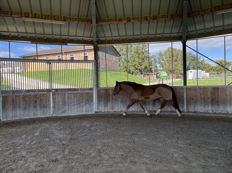 Welsh D (Cob) Gelding 13 years 15,1 hh Chestnut in B&#xF6;blingen