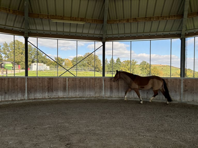 Welsh D (Cob) Gelding 13 years 15,1 hh Chestnut in B&#xF6;blingen