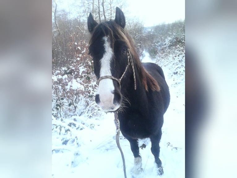 Welsh D (Cob) Gelding 14 years 13.3 hh Smoky-Black in Bad Kreuznach