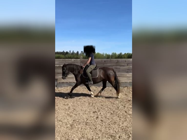 Welsh D (Cob) Gelding 14 years 13.3 hh Smoky-Black in Bad Kreuznach