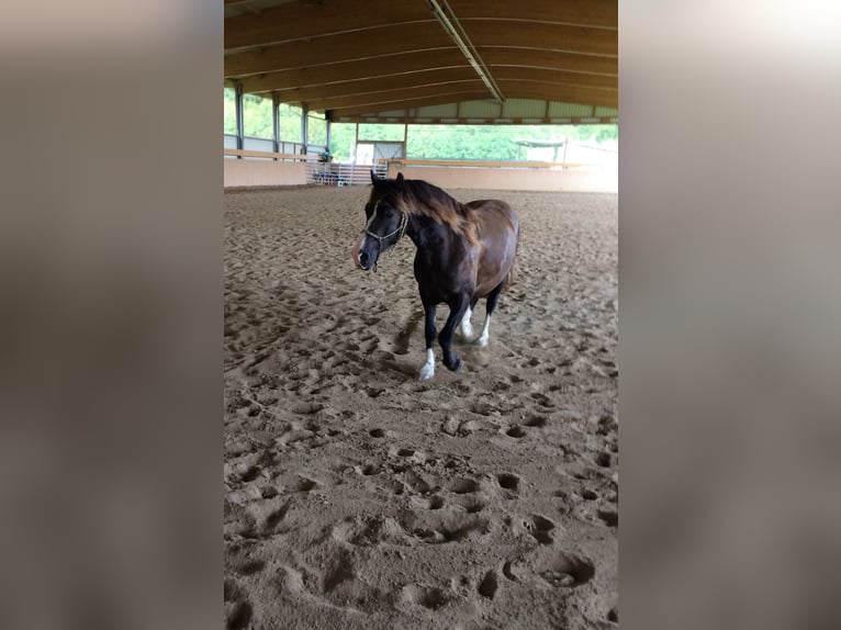 Welsh D (Cob) Gelding 14 years 13.3 hh Smoky-Black in Bad Kreuznach
