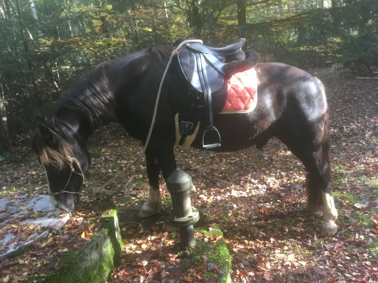 Welsh D (Cob) Gelding 14 years 13.3 hh Smoky-Black in Bad Kreuznach