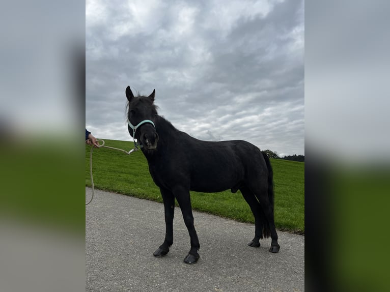 Welsh D (Cob) Gelding 14 years 13 hh Black in Teisendorf