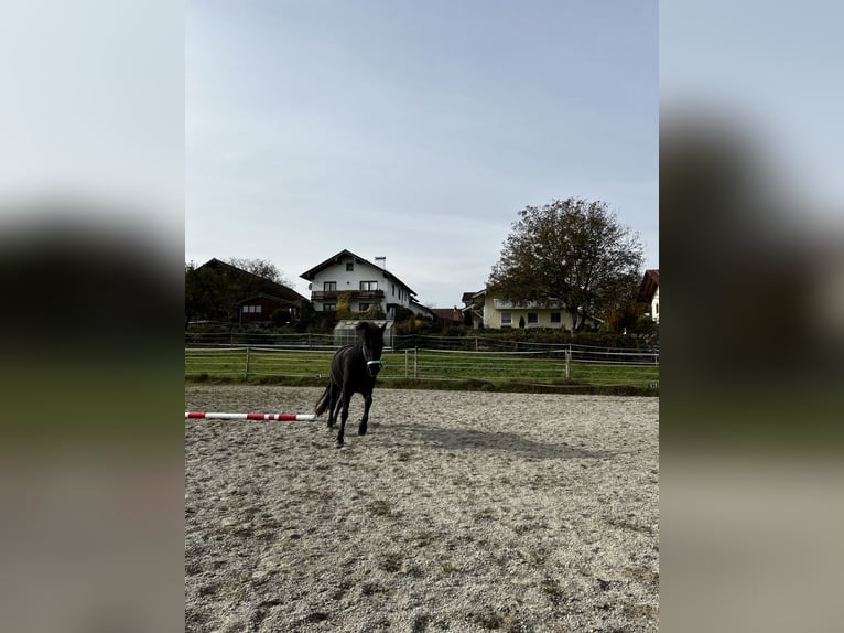 Welsh D (Cob) Gelding 14 years 13 hh Black in Teisendorf