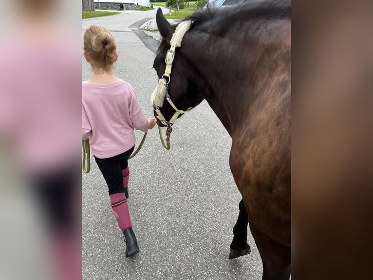 Welsh D (Cob) Gelding 14 years 13 hh Black in Teisendorf