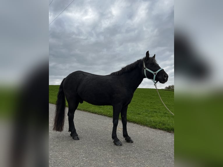 Welsh D (Cob) Gelding 14 years 13 hh Black in Teisendorf