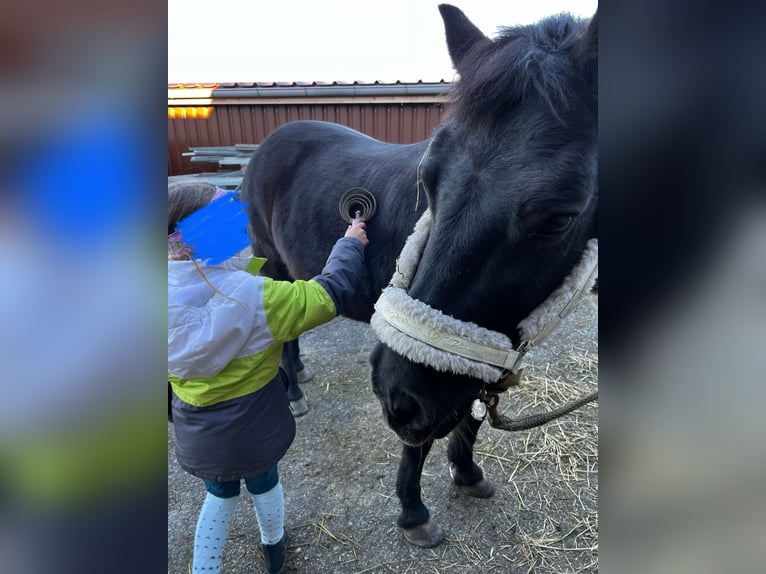 Welsh D (Cob) Gelding 14 years 13 hh Black in Teisendorf