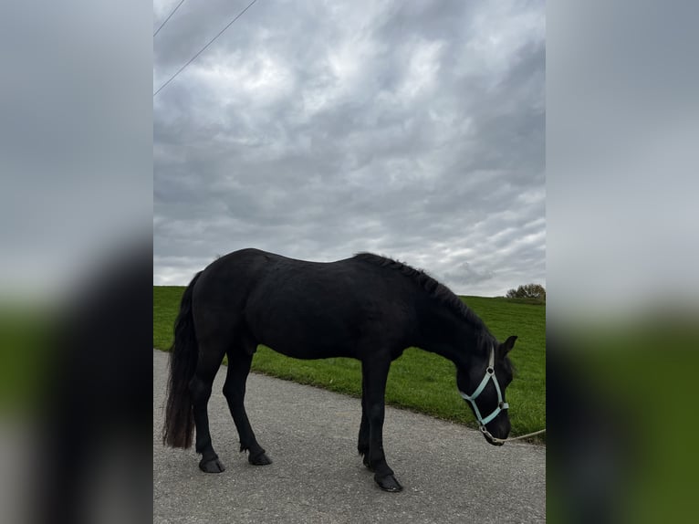 Welsh D (Cob) Gelding 14 years 13 hh Black in Teisendorf