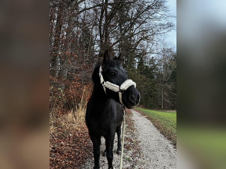 Welsh D (Cob) Gelding 14 years 13 hh Black in Teisendorf