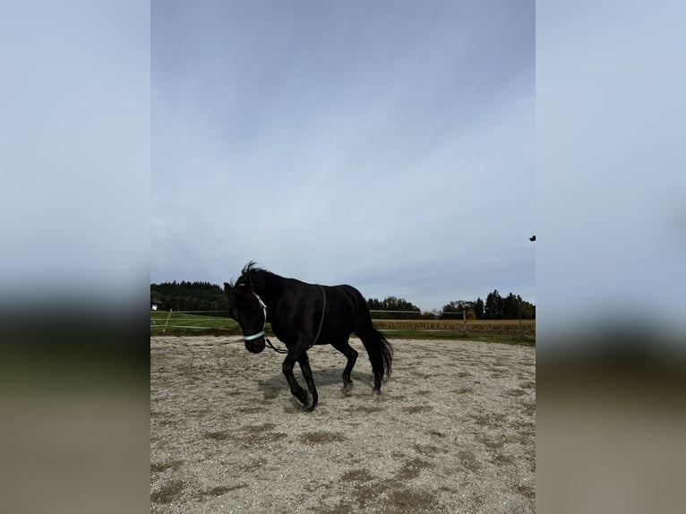 Welsh D (Cob) Gelding 14 years 13 hh Black in Teisendorf