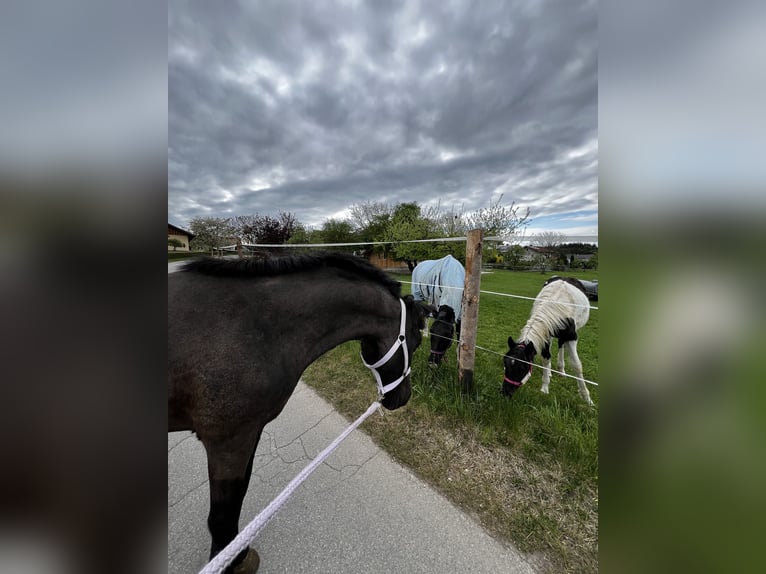 Welsh D (Cob) Gelding 14 years 13 hh Black in Teisendorf
