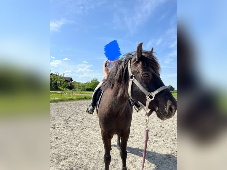 Welsh D (Cob) Gelding 14 years 13 hh Black in Teisendorf