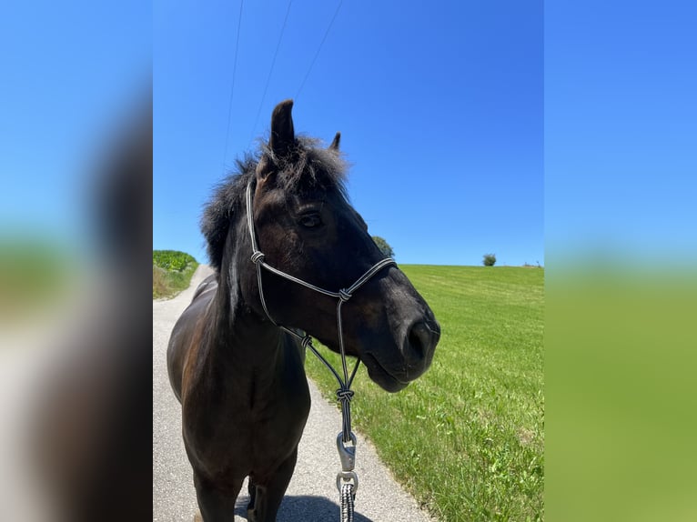 Welsh D (Cob) Gelding 14 years 13 hh Black in Teisendorf