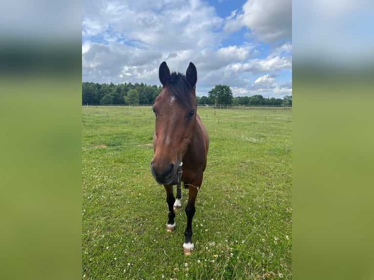 Welsh D (Cob) Mix Gelding 14 years 14,1 hh Brown in Wittenborn Welsh D (Cob) Mix Gelding 14 years 14,1 hh Brown in Wittenborn