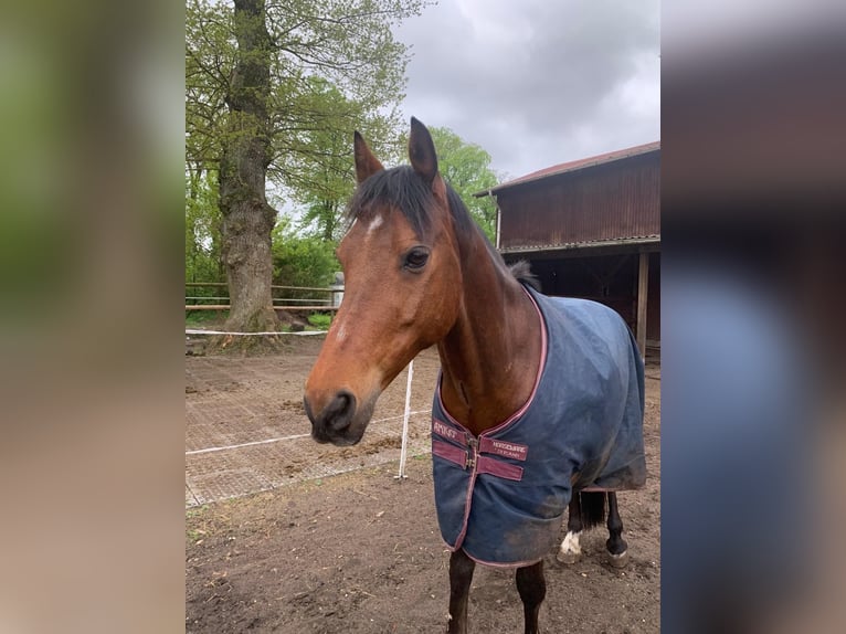 Welsh D (Cob) Mix Gelding 14 years 14,1 hh Brown in Wittenborn Welsh D (Cob) Mix Gelding 14 years 14,1 hh Brown in Wittenborn
