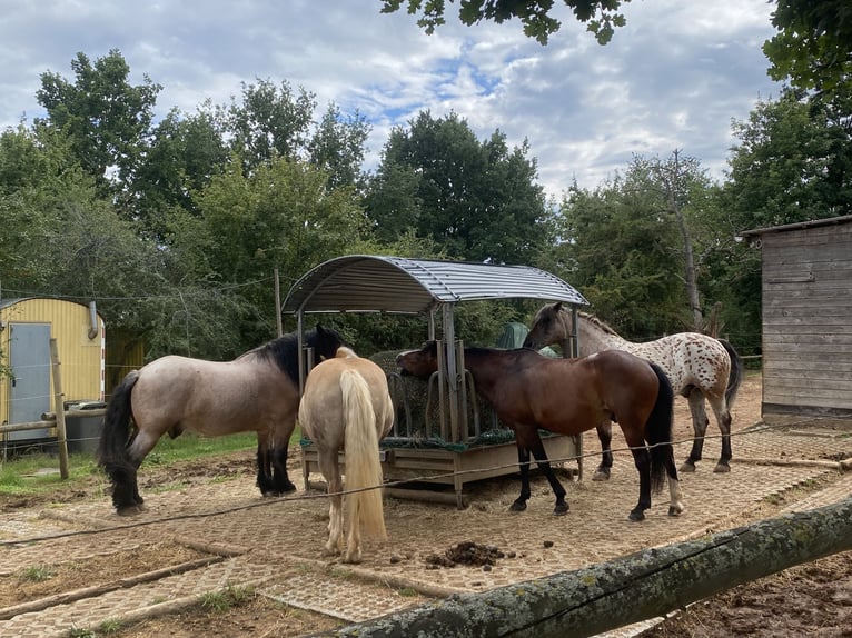 Welsh D (Cob) Gelding 14 years 14,2 hh Brown in Mertesheim