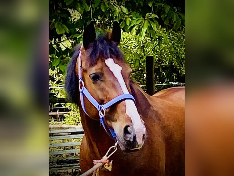 Welsh D (Cob) Gelding 14 years 14,2 hh Brown in Mertesheim