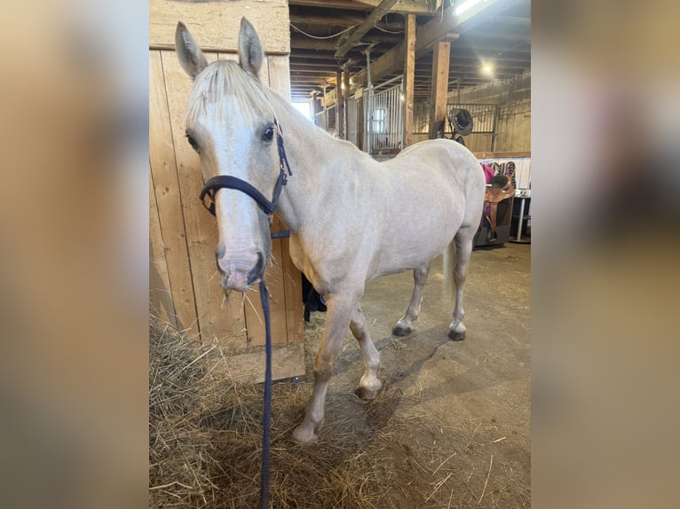 Welsh D (Cob) Gelding 14 years Palomino in Leutkirch im Allgäu