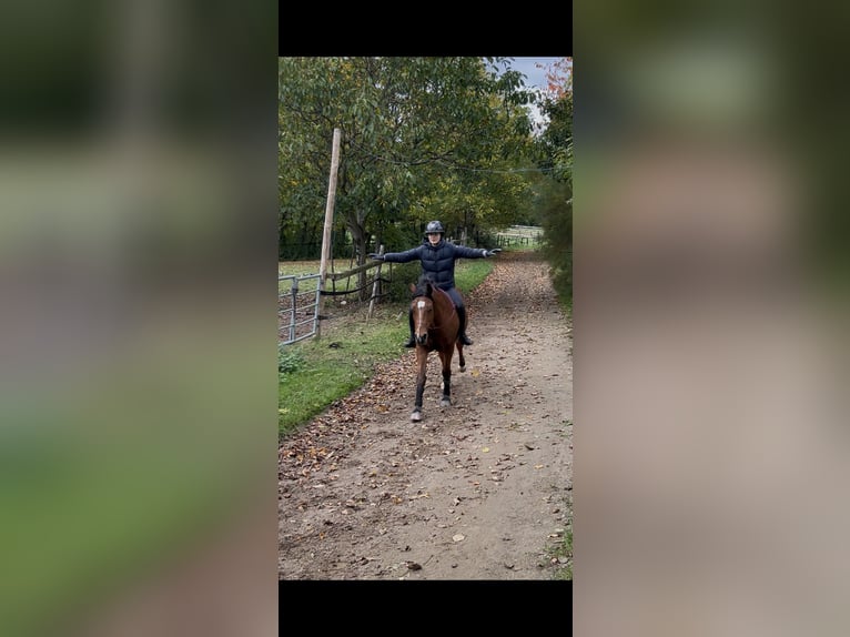 Welsh D (Cob) Gelding 15 years 14.2 hh Bay-Dark in Wachtberg