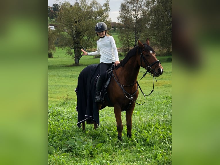 Welsh D (Cob) Gelding 15 years 14.2 hh Bay-Dark in Wachtberg